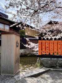 Spring at Shirakawa Canal🌸