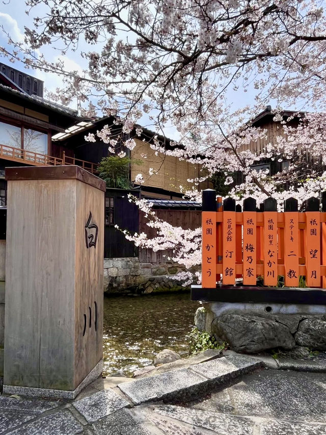 Spring at Shirakawa Canal🌸