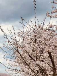 A Breath of Fresh Air and Greenery: Maeheon's Springtime Refreshment 