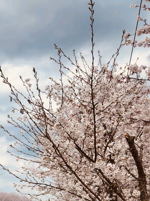 A Breath of Fresh Air and Greenery: Maeheon's Springtime Refreshment 