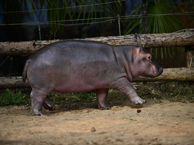 上海絶対に行くべきスポット上海野生動物園
