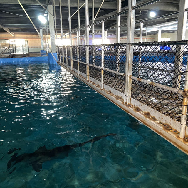海洋生物互動展館，近距離觀賞與餵食鯊魚