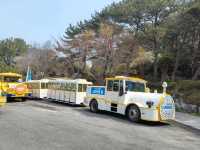 搭DANUBI列車暢遊釜山國家地質公園~太宗台，賞櫻花和玉蘭花。