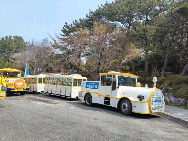 搭DANUBI列車暢遊釜山國家地質公園~太宗台，賞櫻花和玉蘭花。