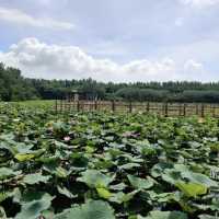 萬頃沙濕地公園（Wuyuanwan Wetland Park / Wanqingsha Wetland Park） 