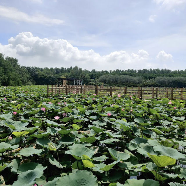 萬頃沙濕地公園（Wuyuanwan Wetland Park / Wanqingsha Wetland Park） 