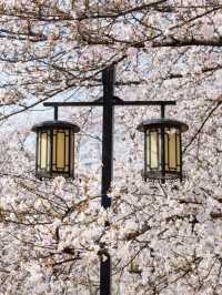 Shangfang Mountain National Forest Park Cherry Blossoms