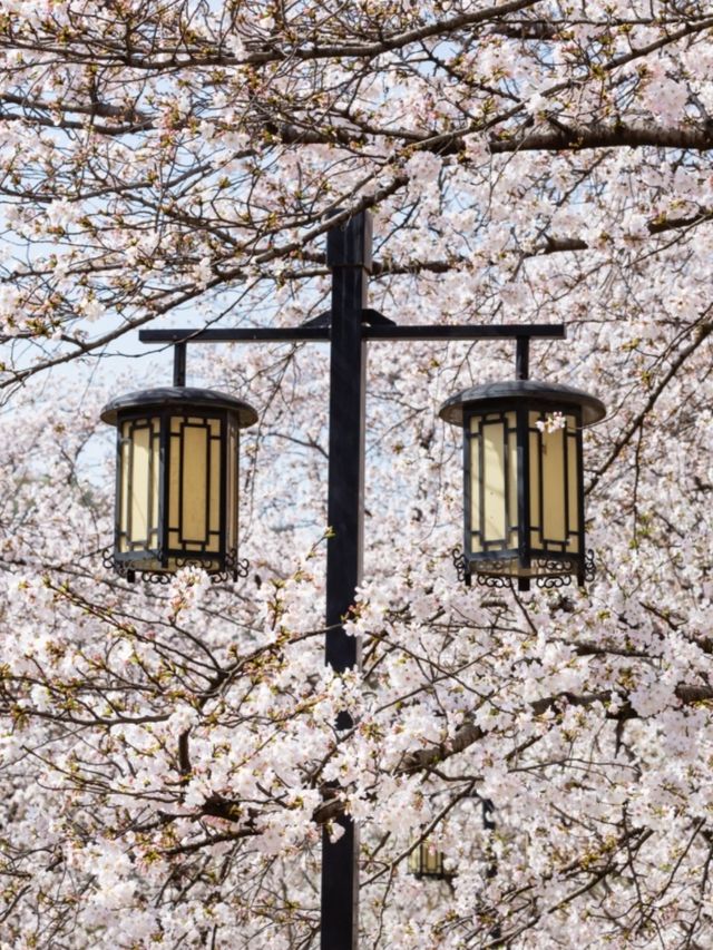 Shangfang Mountain National Forest Park Cherry Blossoms