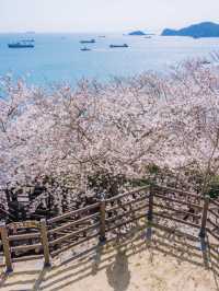 Coastal Sakura & Café Vibes: A Perfect Spring Day in Busan’s Yeongdo-gu! 