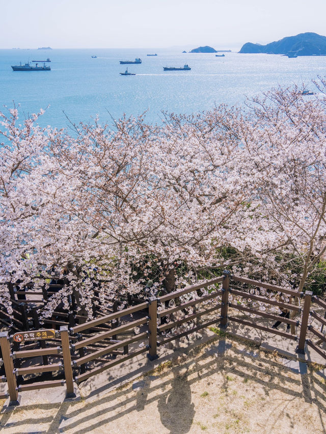 Coastal Sakura & Café Vibes: A Perfect Spring Day in Busan’s Yeongdo-gu! 