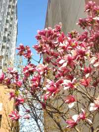 A CHARMING WALK THROUGH GAMCHEON SLOPES AND ALLEYS