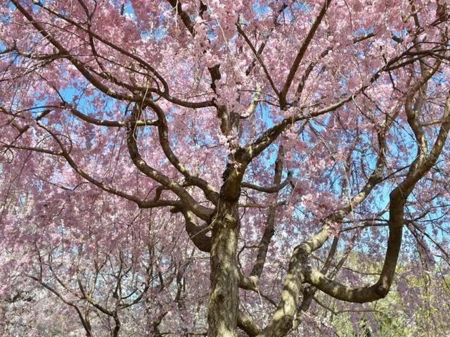 名古屋賞櫻，春光爛漫的東山動植物園