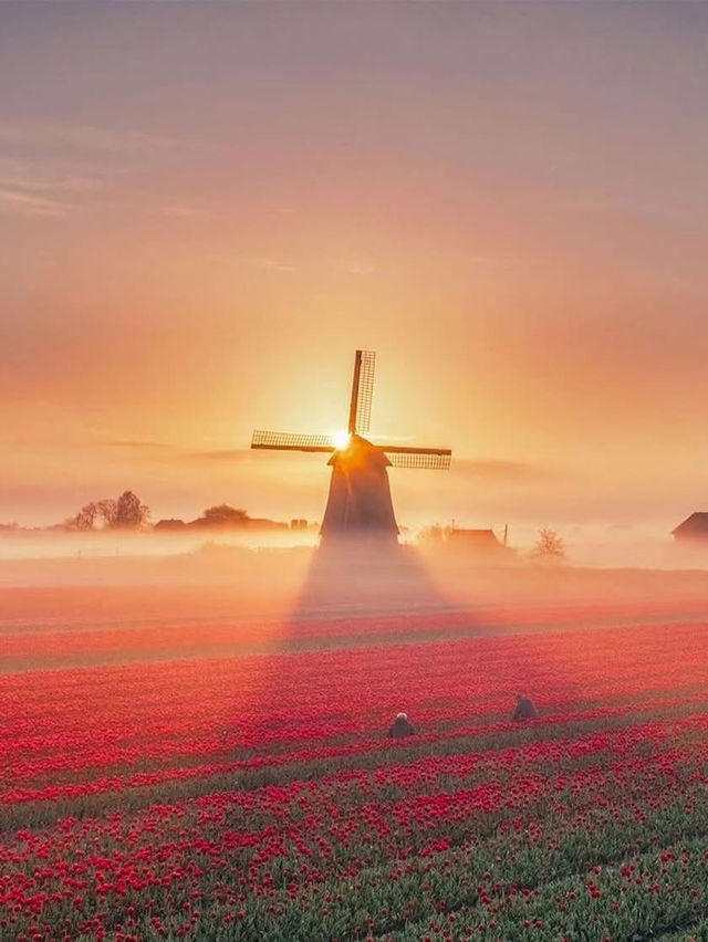 Tulip Farming