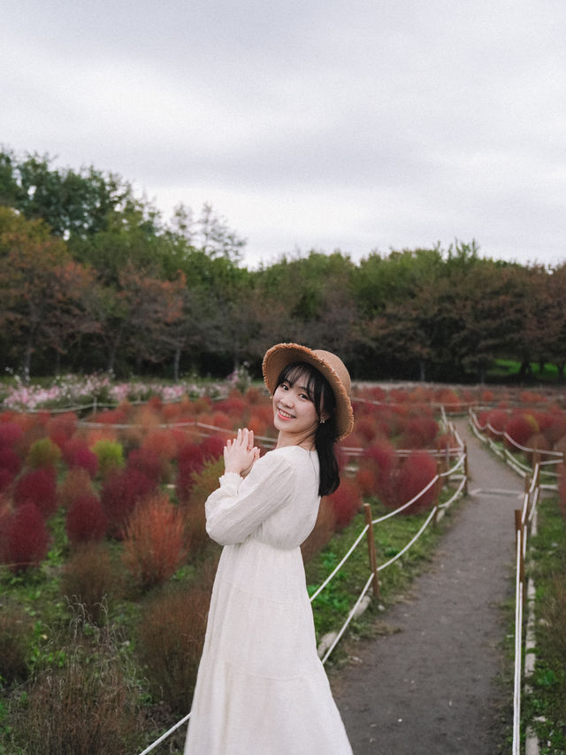 🇰🇷首爾奧林匹克公園 掃帚波波草🌿 初秋必看美景🌸