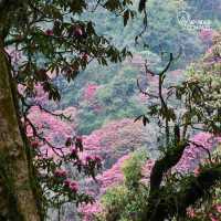 Annapurna trips 