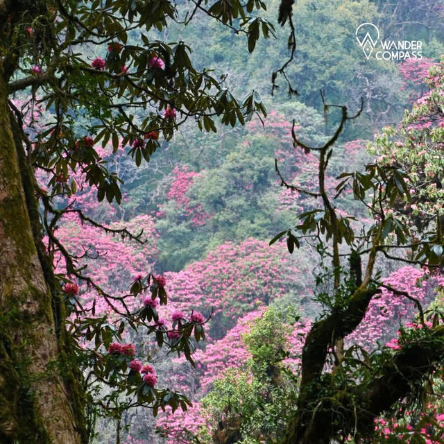 Annapurna trips 