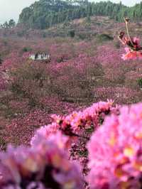 “Blossoms in the South: A Tropical Take on Spring in Guangdong”