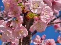 水前寺成趣園🌸櫻花相映成趣🌸
