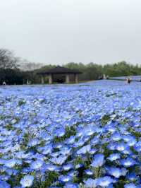 🩵日本福岡藍色花海🩵