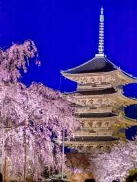 Last Chance for Sakura! Kyoto's Tō-ji Temple