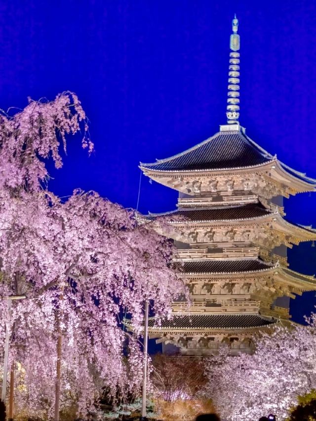 Last Chance for Sakura! Kyoto's Tō-ji Temple
