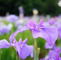 【東京×東村山】600種8千株の花菖蒲が咲き乱れる東村山の一大イベント