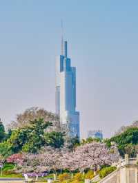 Nanjing’s Secret Sakura Haven—Blissfully Blooming at Xuanwu Lake