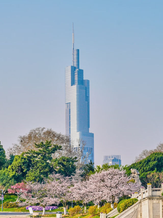 Nanjing’s Secret Sakura Haven—Blissfully Blooming at Xuanwu Lake