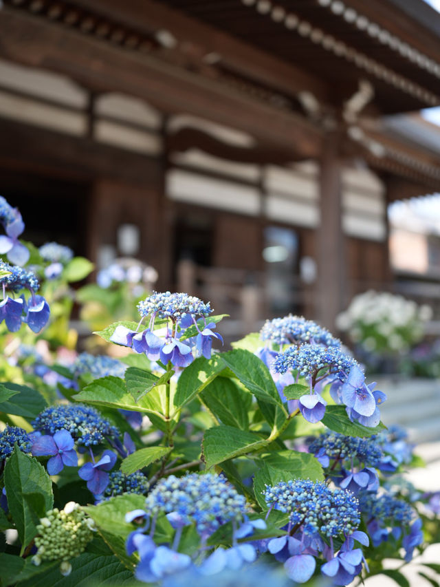 【埼玉】あじさい寺として親しまれていて鐘楼堂の梵鐘と紫陽花とのショットが有名