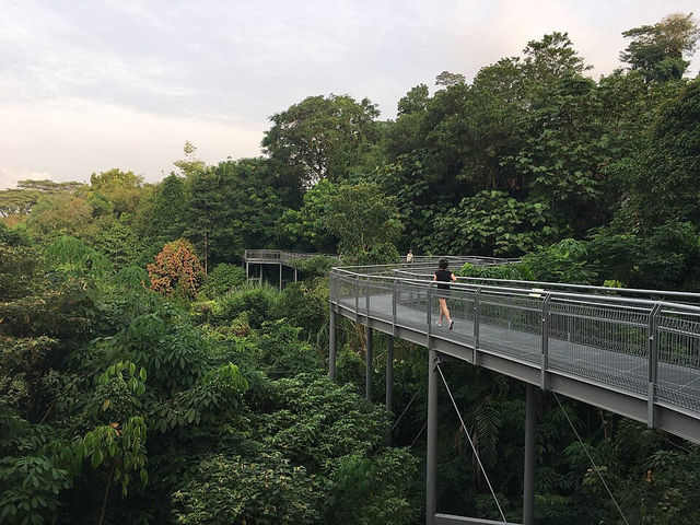 🌉 Henderson Waves: Singapore’s Most Instagram-Worthy Bridge (With a Side of Jungle Vibes!) 🌿