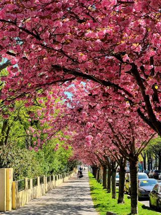 🇦🇹Vienna in Full Bloom｜Best Time for Late Cherry Blossoms