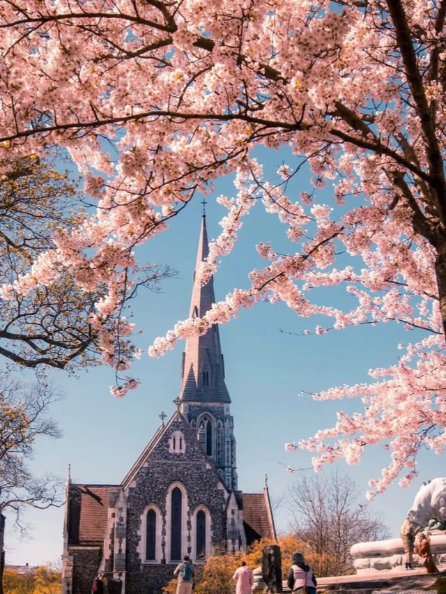 Where to Find the Most Beautiful Cherry Blossoms in Denmark