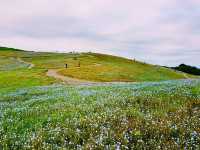 Hitachi Seaside Park: A Floral Wonderland in Ibaraki, Japan