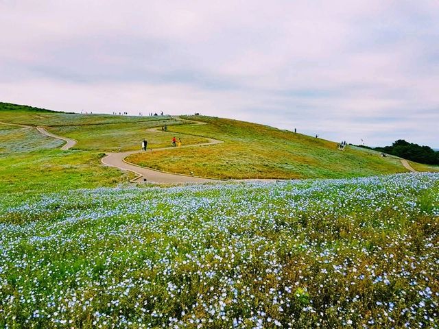 Hitachi Seaside Park: A Floral Wonderland in Ibaraki, Japan