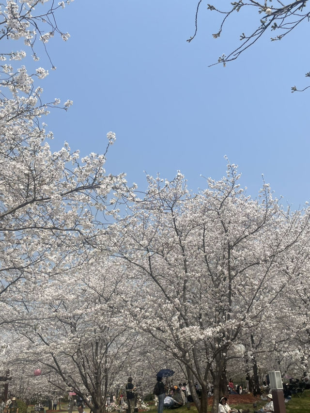 봄날에 갈만한 상해 공원(구춘공원/顾村公园/벚꽃