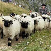 🏔️🔔 Alpine Magic at Gemmi Pass: My Day at the Shepherds’ Festival