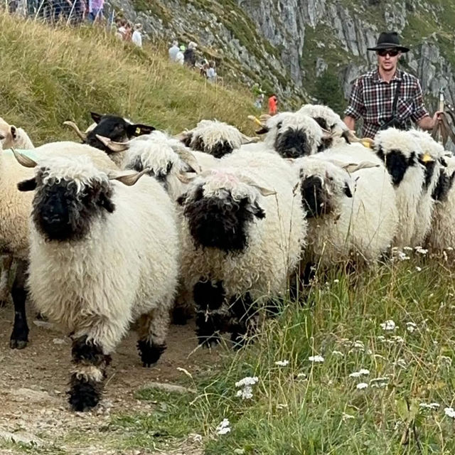 🏔️🔔 Alpine Magic at Gemmi Pass: My Day at the Shepherds’ Festival