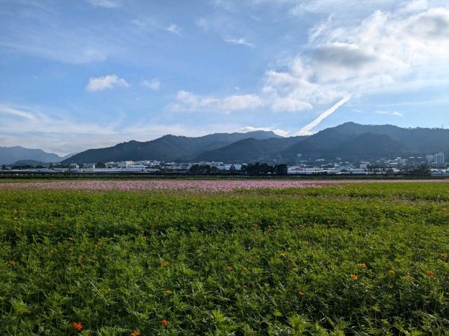 【台湾】お花のお祭りも楽しい新社区