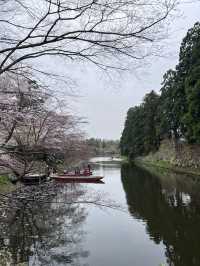 絕美賞櫻勝地 陰天也超美 弘前公園☺️