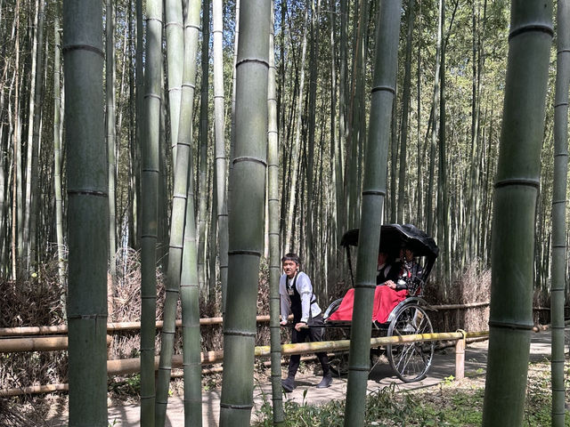 絕美的嵐山森林🌳