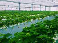 Spring Strawberry Picking – Sweet Moments in Nasu