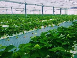 Spring Strawberry Picking – Sweet Moments in Nasu