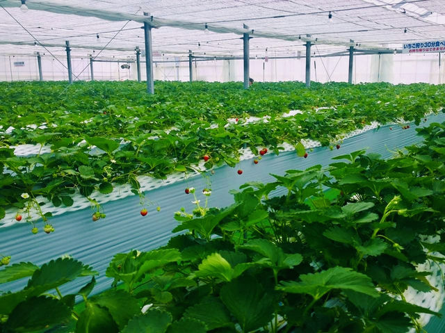 Spring Strawberry Picking – Sweet Moments in Nasu