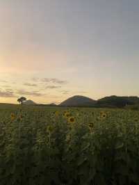 ทุ่งทานตะวันใหญ่ที่สุดในปากช่อง