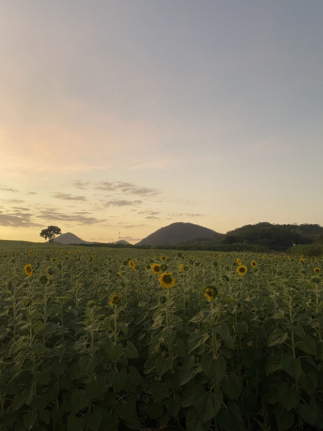 ทุ่งทานตะวันใหญ่ที่สุดในปากช่อง