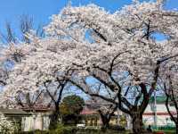 清水沼公園，曾經的沼澤之地，現搖身一變成了公園住宅和賞櫻之所