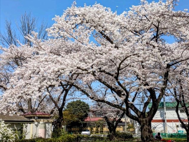 清水沼公園，曾經的沼澤之地，現搖身一變成了公園住宅和賞櫻之所