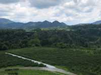 鹿篙咖啡莊園｜日月潭旁的山丘秘境，品味台灣在地咖啡與茶香 