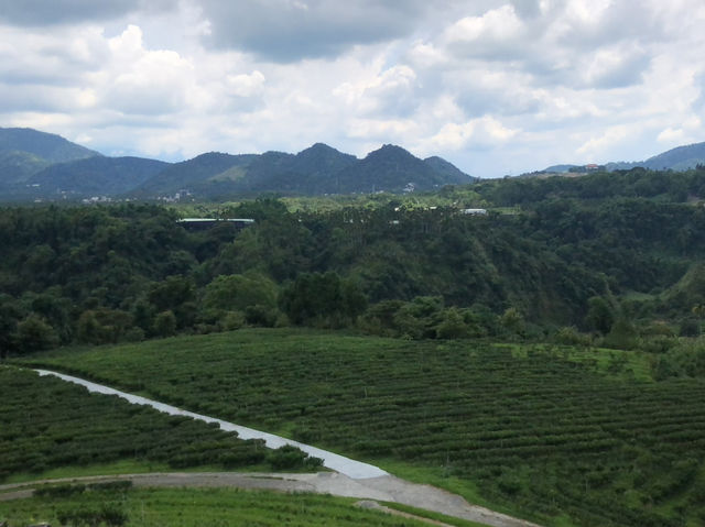 鹿篙咖啡莊園｜日月潭旁的山丘秘境，品味台灣在地咖啡與茶香 