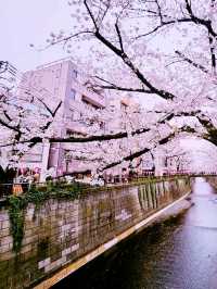 Tokyo river sakura
